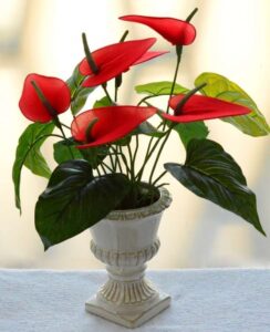 Red Flowering Indoor Plants Red Peace Lily (Source: Mcmurray House) - Leaf Wood Rock Picture 492