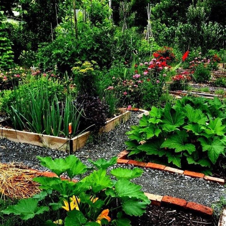 Regenerative Backyard Gardening Growing Food And Lush Permaculture Gardens In The Front Photo 961