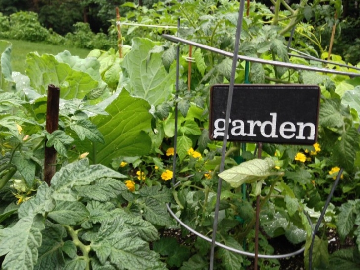 Regenerative Backyard Gardening Regenerative Gardening Photo 683