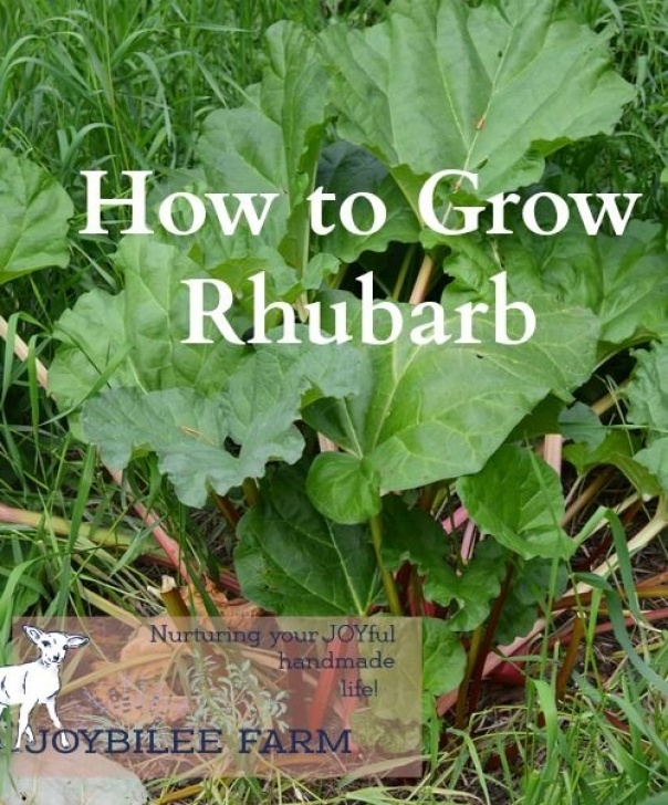 Rhubarb Companion Plants How To Grow Rhubarb For A Perpetual Harvest That Lasts For Photo 631