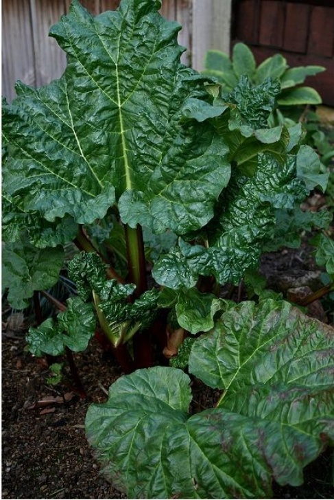 Rhubarb Companion Plants Questions And Answers On: Rhubarb | Thegardengeeks Photo 921