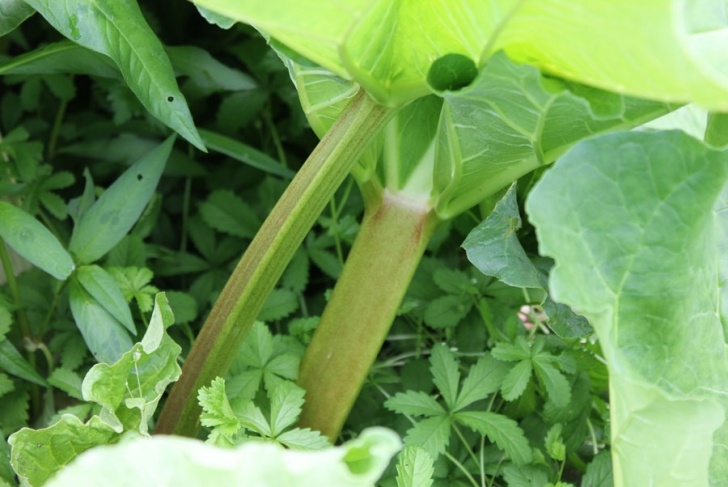 Rhubarb Companion Plants Rhubarb - Pod Easy Edible Gardening Photo 140