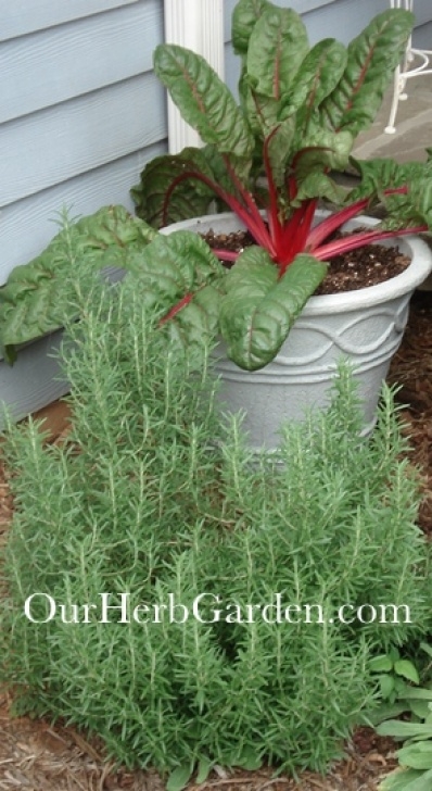 Rhubarb Companion Plants Rosemary Companion Planting Guide Image 855