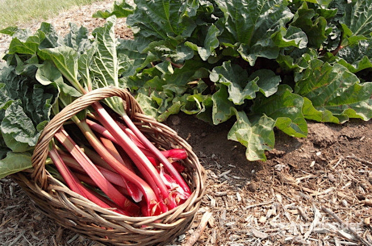 Rhubarb Companion Plants The Health Benefits Of Rhubarb - Greenblender Photo 960