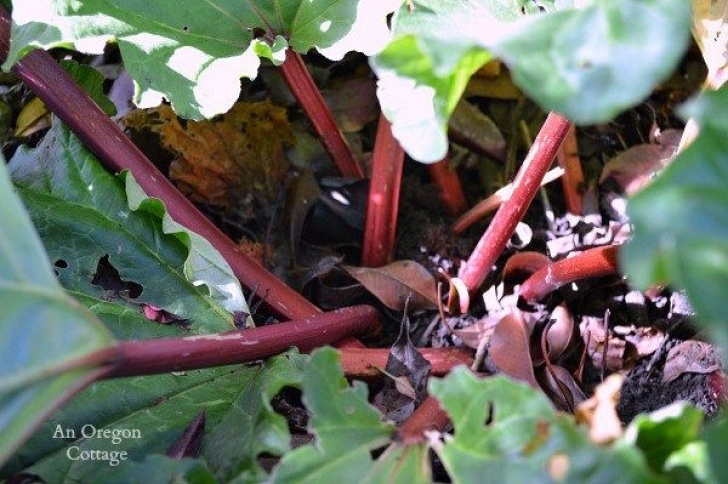 Rhubarb Companion Plants The Ultimate Rhubarb Guide: Grow, Harvest, Cook & Preserve Image 604