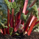 Rhubarb Companion Plants Three Rhubarb Crowns - Rocket Gardens Picture 901