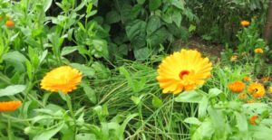 Rocket Companion Planting 3 Ways To Get Better Results From The Veg Patch Photo 338