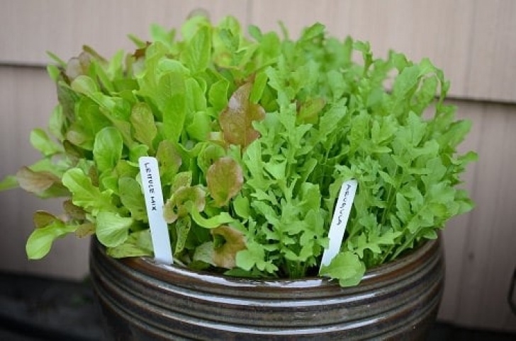 Rocket Companion Planting Best Arugula Companion Plants | Balcony Garden Web Photo 030