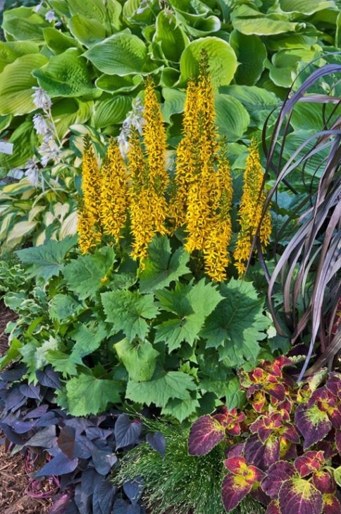 Rocket Companion Planting 'Bottle Rocket' - Ligularia Hybrid | Plants, Shade Garden Image 684