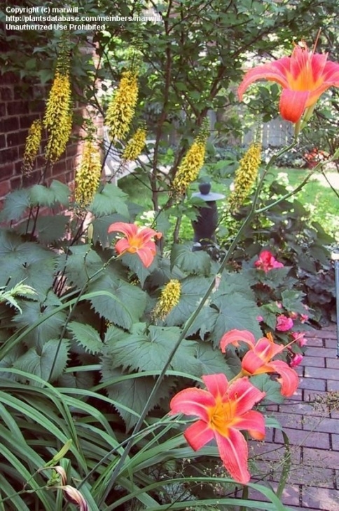 Rocket Companion Planting Leopard Plant 'The Rocket' Ligularia Stenocephala | Plants Picture 199