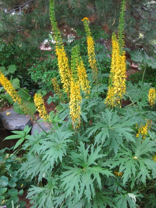Rocket Companion Planting Rotary Botanical Gardens - Hort Blog: Luxuriant Ligularias Photo 529