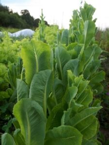 Romaine Lettuce Plant Collecting Lettuce Seeds - Urbantomato Image 834