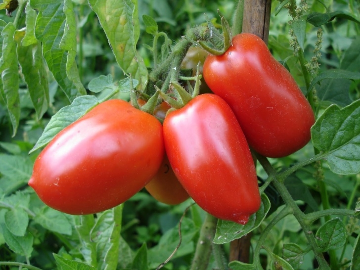San Marzano Tomato Plants Down On The Allotment: Matron'S 2010 Dogblog! Picture 992