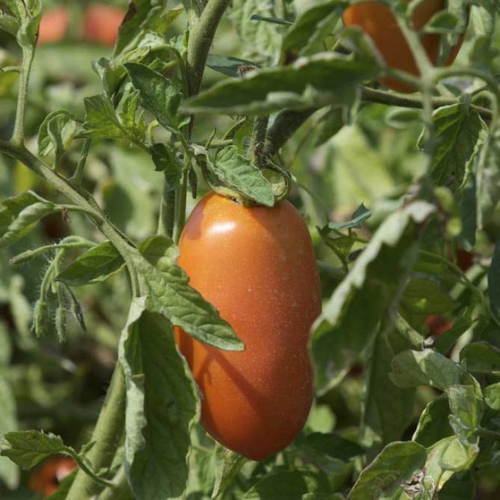 San Marzano Tomato Plants Everything You Need To Know About Growing San Marzano Tomatoes Picture 406