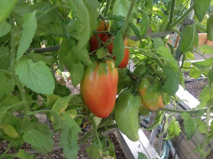 San Marzano Tomato Plants San Marzano Redorta Heirloom Tomatoes On The Vine. Good Image 067