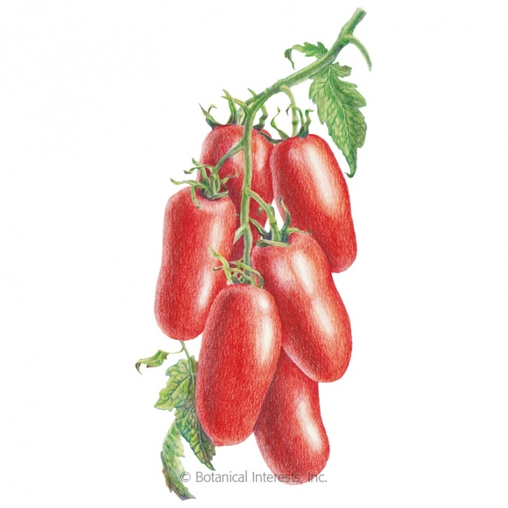 San Marzano Tomato Plants San Marzano Roma Pole Tomato Seeds , Organic: Botanical Photo 274