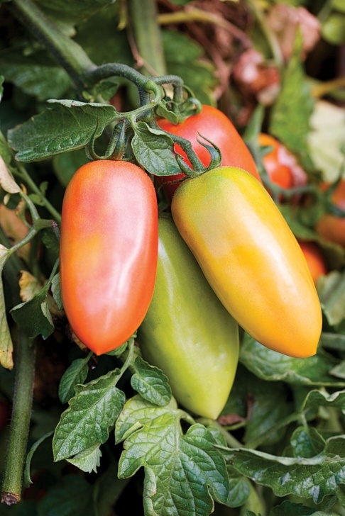 San Marzano Tomato Plants 'San Marzano' Tomato - Sunset Magazine Image 204