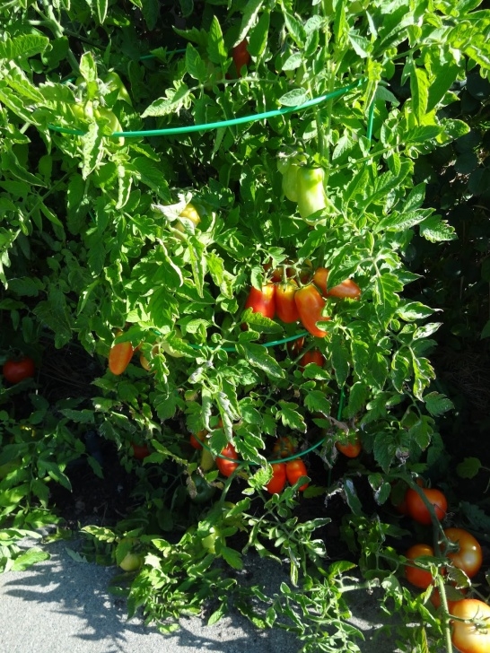 San Marzano Tomato Plants The Scientific Gardener Image 477