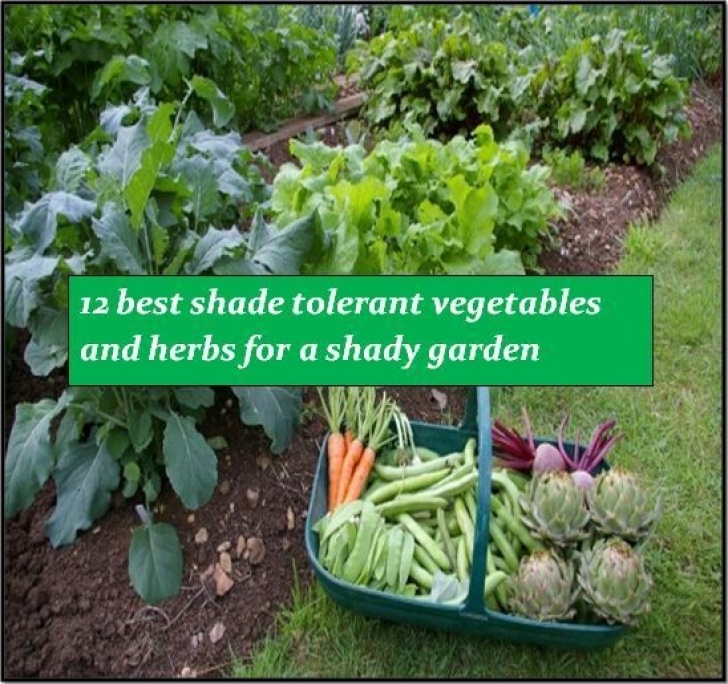 Shade Loving Herbs And Vegetables 12 Famous Shade Loving Plants For Your Garden (With Images Image 491