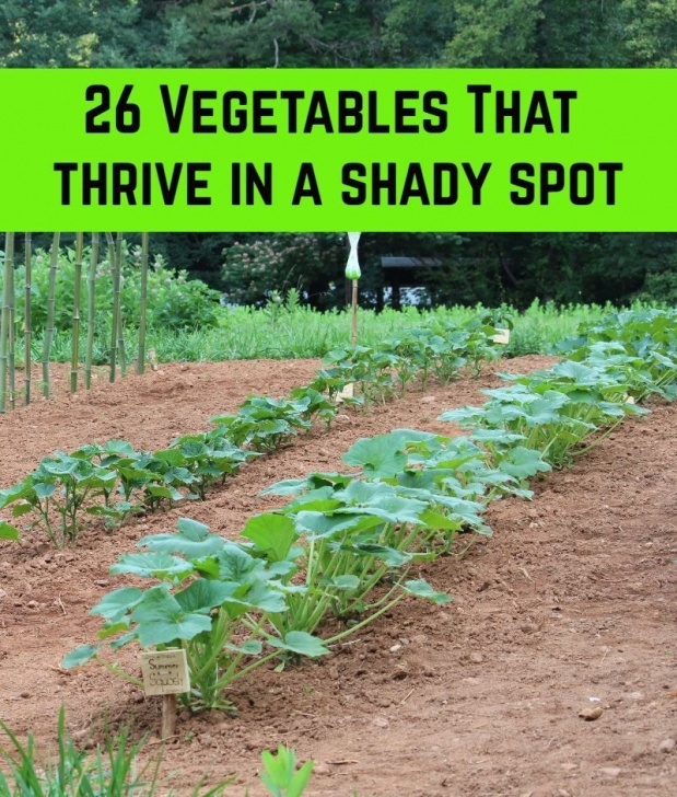 Shade Loving Herbs And Vegetables 26 Vegetables To Grow In The Shade In 2020 | Winter Image 033