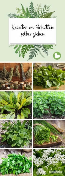 Shade Loving Herbs And Vegetables Herbs In The Shade - #Herbs #Shade | Pflanzen Schatten Picture 691