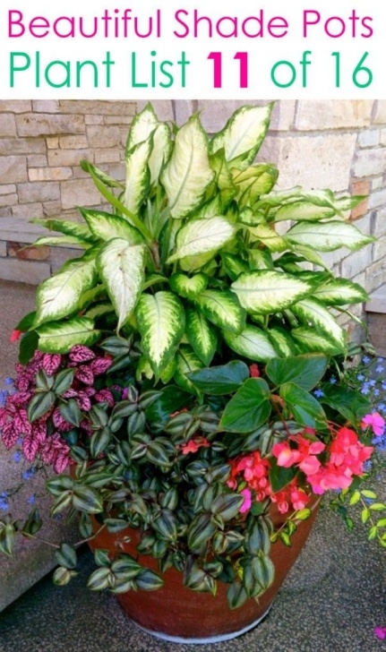 Shade Loving Herbs And Vegetables Pin On Forth Image 847
