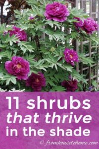 Shade Loving House Plants An Amazing Continue Reading More Concerning Mulch Image 113