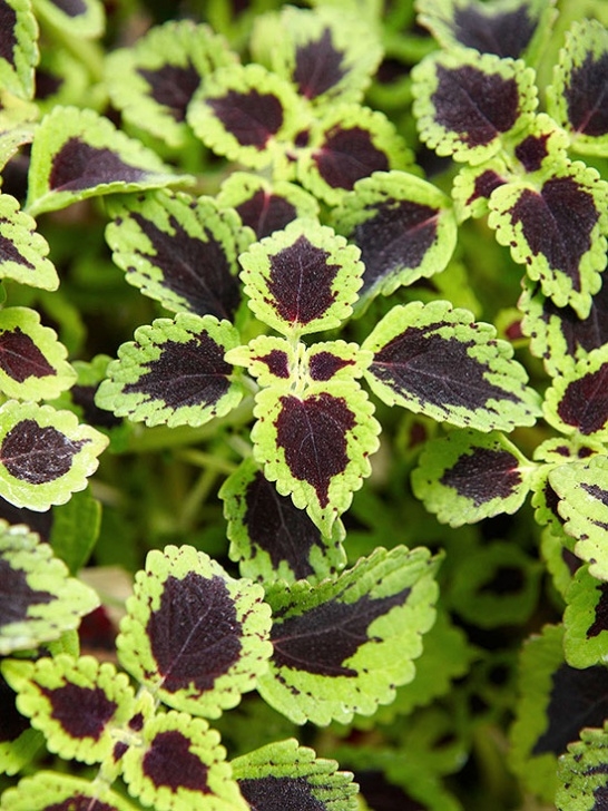 Shade Loving House Plants Coleus, Shade-Loving Trailing Image 006