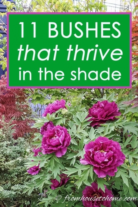 Shade Loving House Plants Get Much More Details On Landscape Ideas | Shade Loving Picture 458