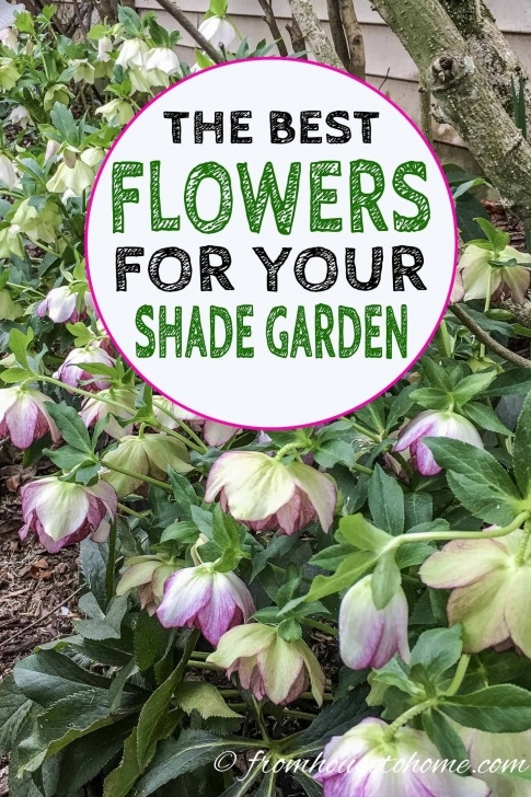 Shade Loving House Plants Gorgeous Plants That Grow In Shade | Shade Perennials Picture 220