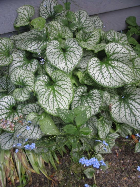 Shade Loving House Plants My Petal Press Garden Blog: Brunnera "Jack Frost" Shade Picture 217