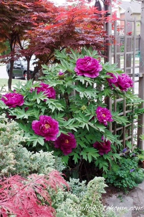 Shade Loving House Plants Shade Loving Shrubs: 11 Beautiful Bushes To Plant Under Picture 214