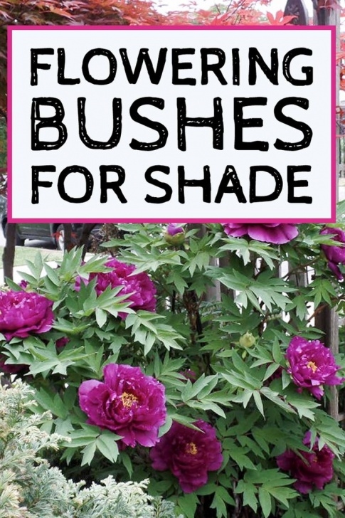 Shade Loving House Plants Shade Loving Shrubs: 11 Beautiful Bushes To Plant Under Picture 781