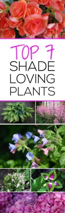 Shade Loving House Plants Top 7 Shade Loving Plants | Plants, Shade Garden Plants Picture 785
