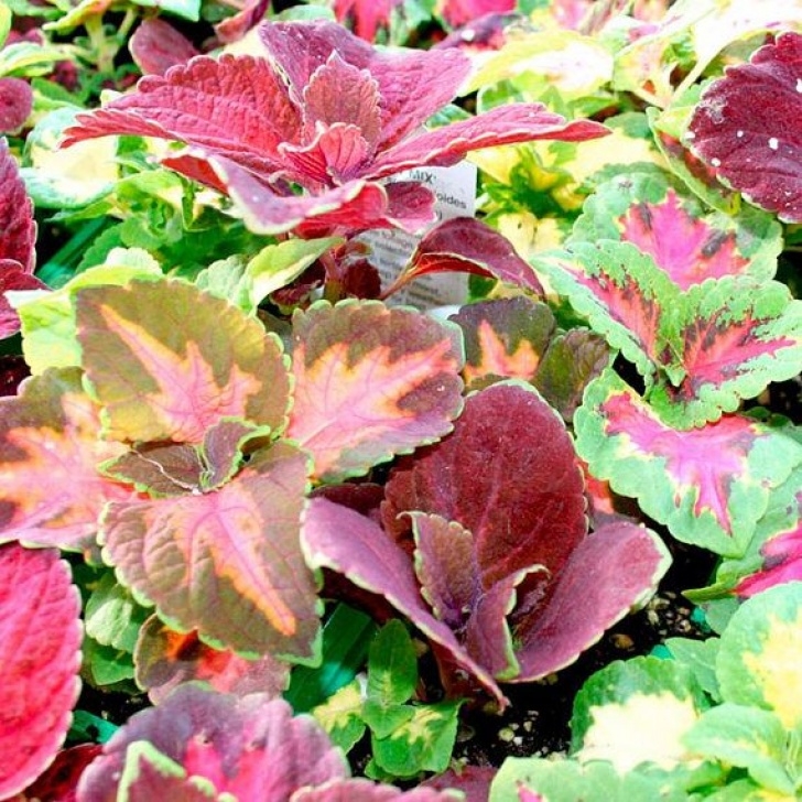 Shade Loving Indoor Plants 50 Coleus Rainbow Mix Shade Loving Easy Annual Indoor Image 527