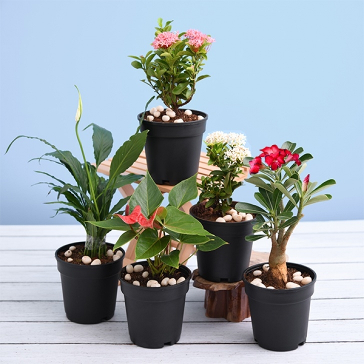 Shade Loving Indoor Plants Buy Top 5 Shade Loving Flowering Plants Online At Nursery Image 103