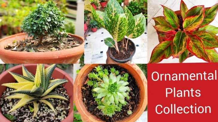 Shade Loving Indoor Plants Collection Of My Ornamental Indoor Plants With Names, May Photo 771