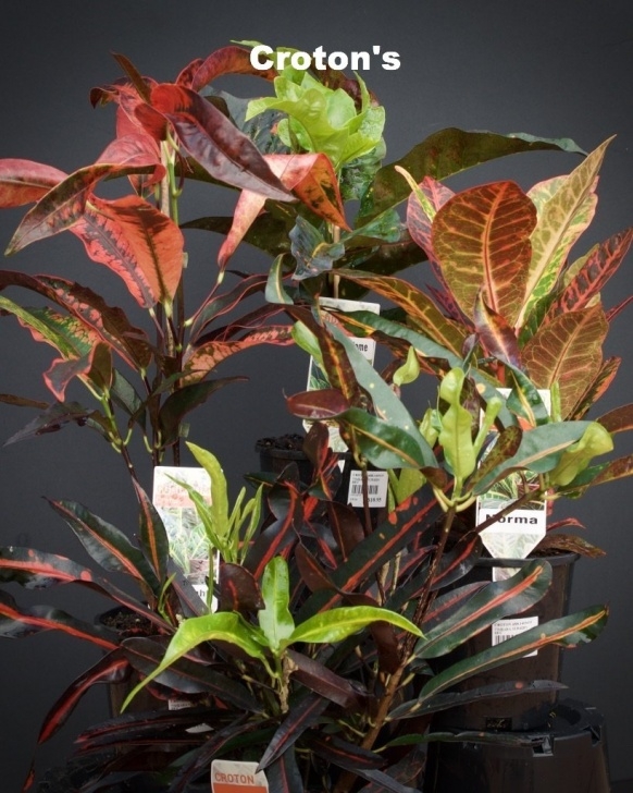 Shade Loving Indoor Plants Shade Loving Indoor Plants For Sale | Timbara Garden Centre Picture 560
