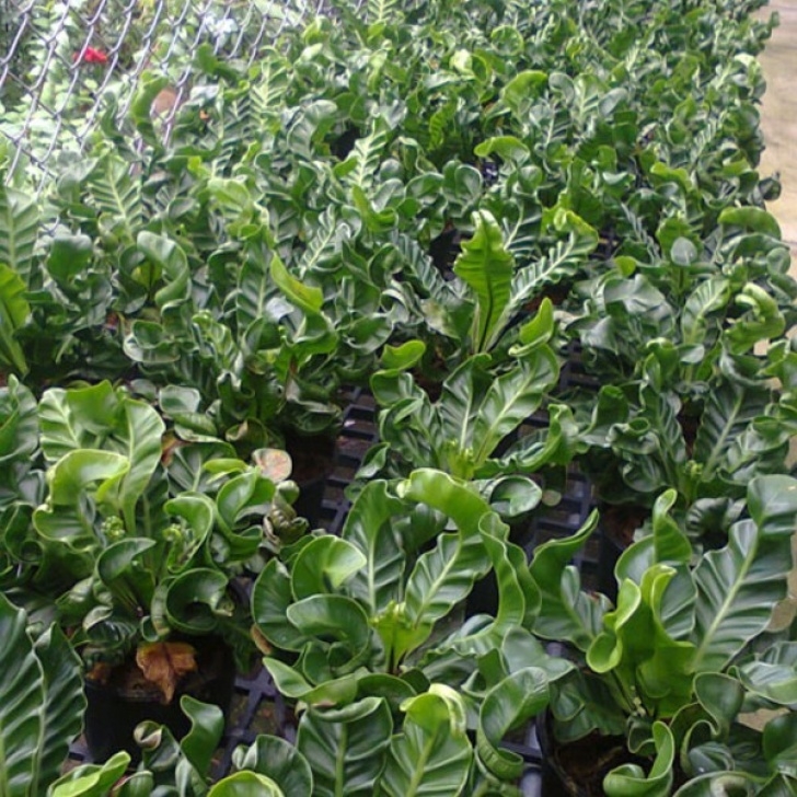Shade Loving Indoor Plants Shade Loving Plants/ Indoor Plants - Nursery Image 132