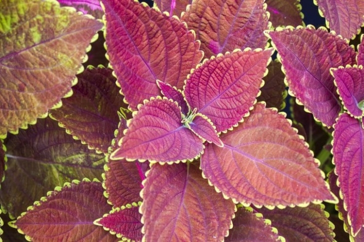 Shade Loving Indoor Plants Top Shade Loving Plants For Texas - Flowering Plants Photo 427