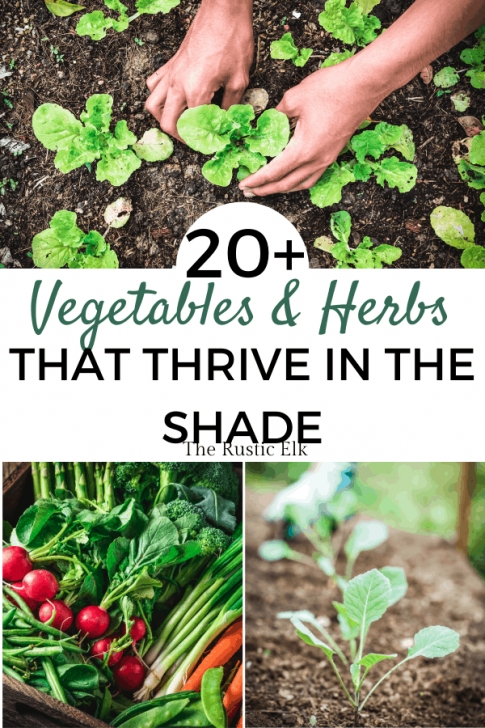 Shade Loving Vegetables 20+ Shade Loving Vegetables &amp; Herbs For Your Garden • The Image 495