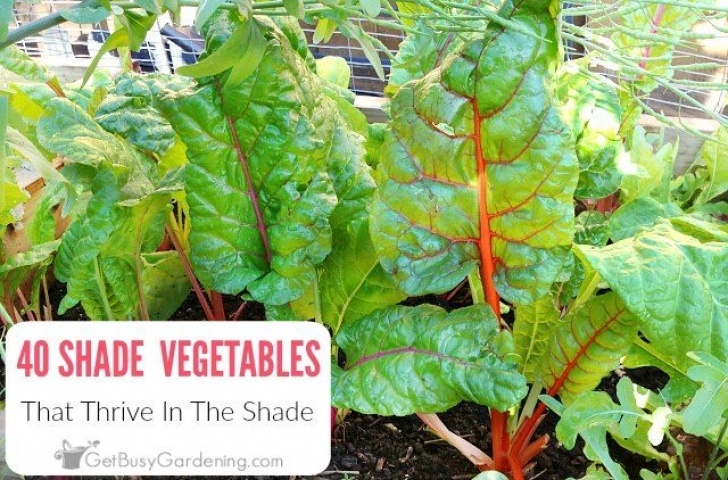 Shade Loving Vegetables 40+ Vegetables That Grow In Shade | Garden Layout Picture 769