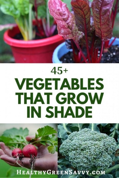 Shade Loving Vegetables 40+ Vegetables That Grow In Shade | Healthygreensavvy Photo 143