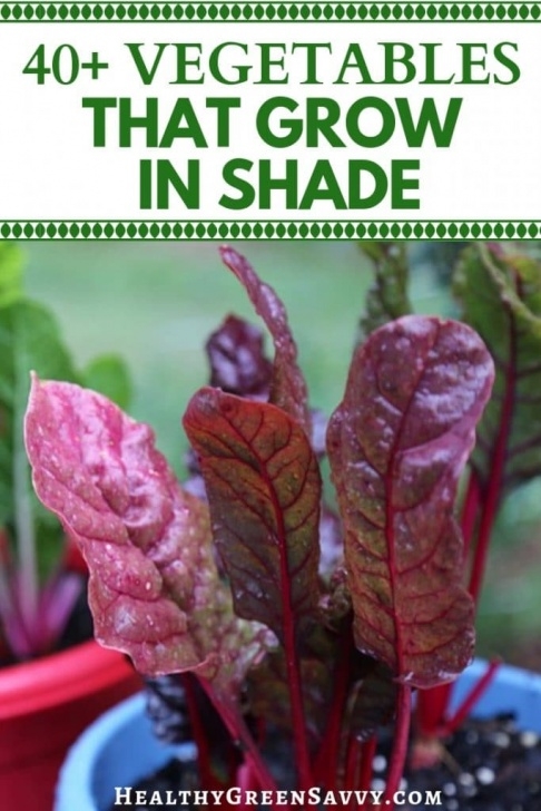 Shade Loving Vegetables 40+ Vegetables That Grow In Shade | Healthygreensavvy Photo 864