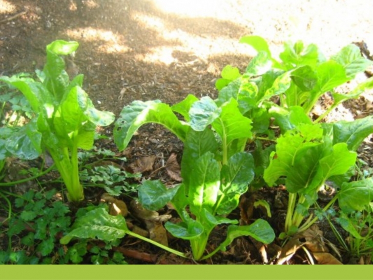 Shade Loving Vegetables Easy And Best Tips To Grow Vegetables In Full Shade Image 926