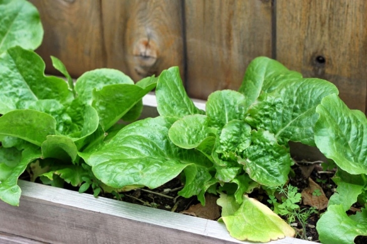 Shade Loving Vegetables Top 12 Shade Loving Vegetables And Herbs To Grow – The Picture 692