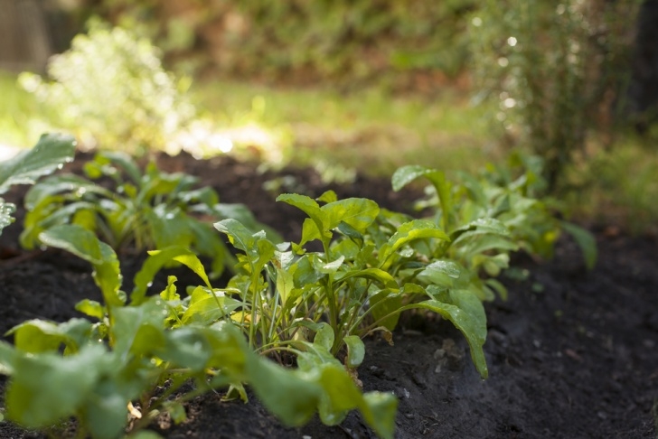 Shade Loving Vegetables Which Vegetables Grow In The Shade? | Gardensall Image 240