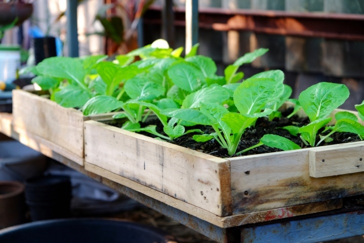 Shade Loving Vegetables Which Vegetables Grow In The Shade? | Gardensall Photo 116
