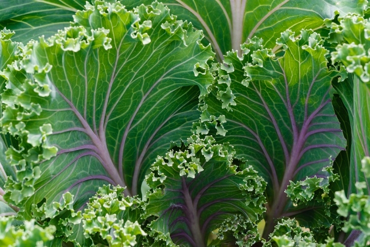 Shade Loving Vegetables Which Vegetables Grow In The Shade? | Gardensall Picture 992