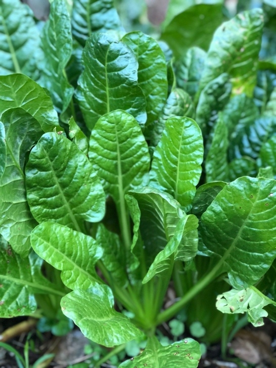 Shade Tolerant Vegetables 11 Delicious Shade-Tolerant Vegetables | Doğal Tedaviler Image 203